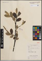 Foto von Salix ernestii C. K. Schneid.
